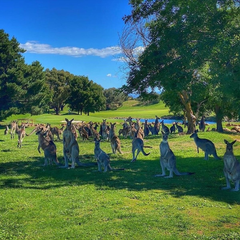 Meet your Posher, Missoptimisprime